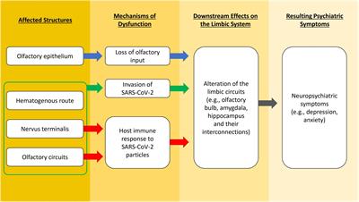 Olfactory dysfunction: A plausible source of COVID-19-induced neuropsychiatric symptoms